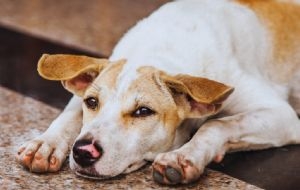 Cuál es el perfil psicológico de las personas que siempre adoptan perros de la calle