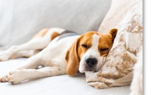 Qué significa que mi perro duerma todo el día, según expertos veterinarios