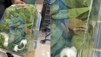 Fue a comprar una espinaca al supermercado y encontró una rana viva en su interior