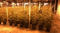 Descubren más 5.000 plantas de marihuana en O'Higgins
