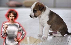 Qué significa que tu perro orine cuando te ve, según especialistas en comportamiento canino
