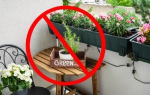 Las plantas en el balcón no va más: esta es la nueva manera de sumarlas a tu hogar que es tendencia en 2025